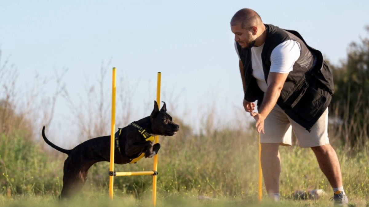 Red Flags: How to Spot Trainers Using Harmful Methods