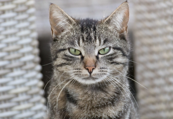 Seni Cats Looking Wise