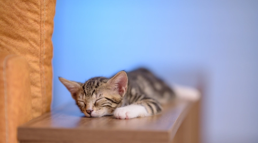 Sleeping Cats in Weird Positions 1