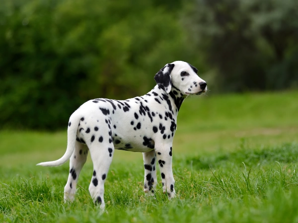 Spots Appear Like Magic