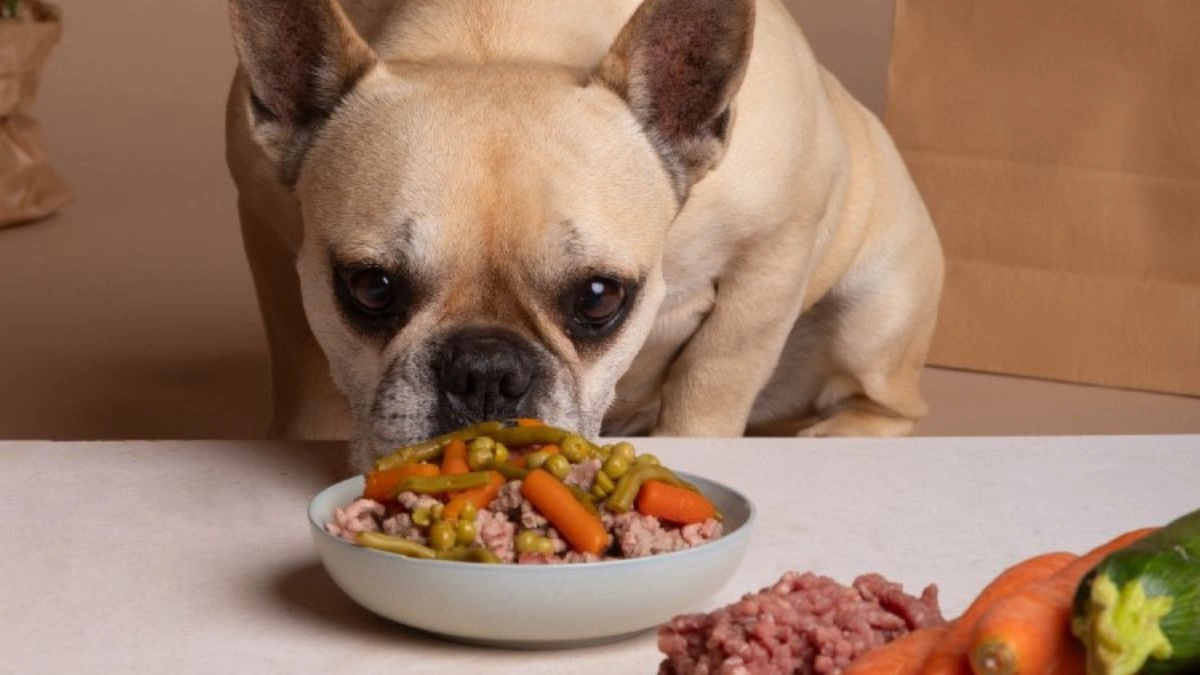 Step 3: Transition Your Dog Slowly.