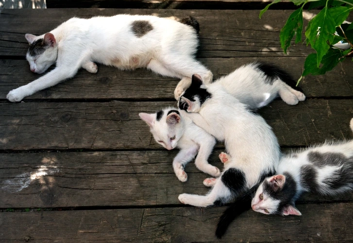Synchronized Sleeping Cats