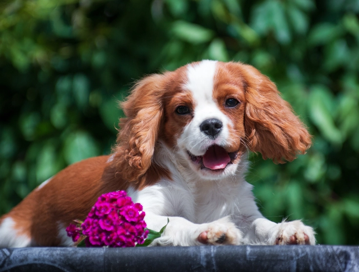 The 26 Dog Photos That Will Turn Your Day Around 2