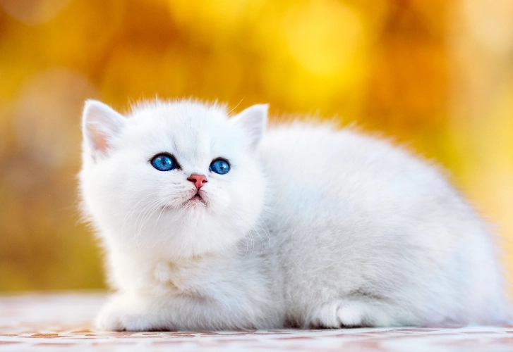 The Best Cat Photos for Instant Happiness