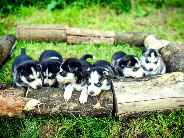 The Biggest Puppy Litter Ever Had 24 Babies