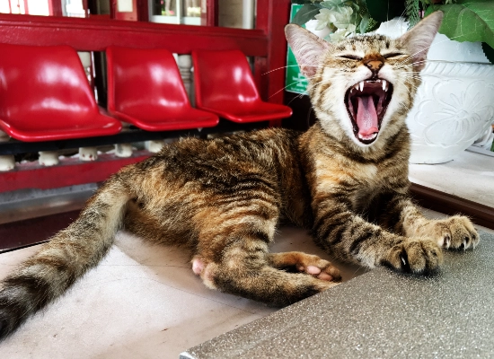 The Retreat Response
