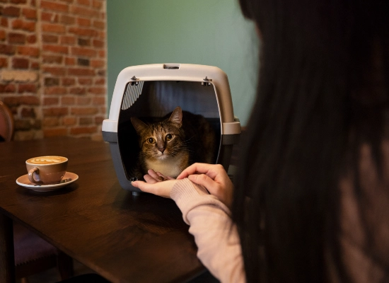 The Science-Backed Way to Talk Back to Your Cat