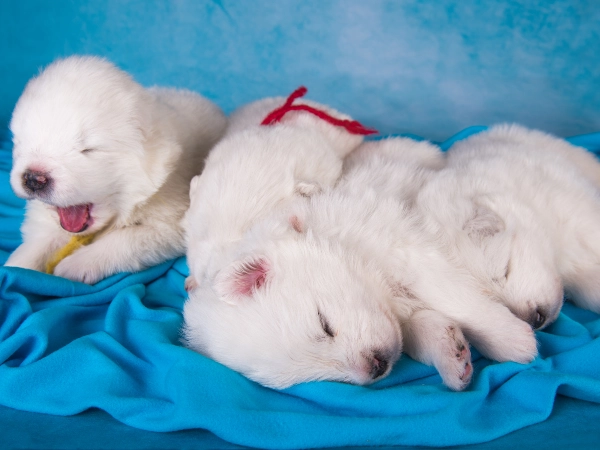 The Signs Are Adorable