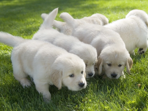 Their Sense of Smell Is Mind-Blowing