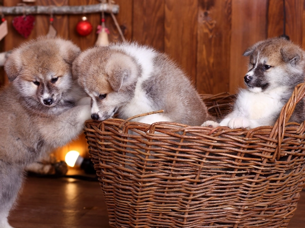 They Go Through Fear Periods (And Need Extra Cuddles)