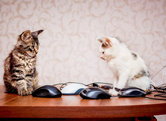 They're Curious About What You're Doing