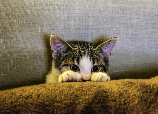  They're Scared or Anxious