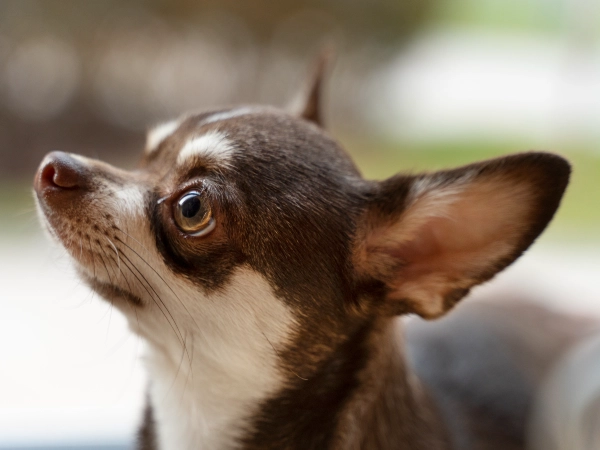 Those Puppy Dog Eyes Are a Calculated Move