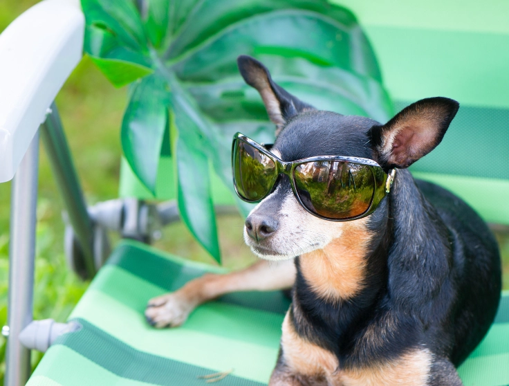 Tiny Chihuahua Wearing Sunglasses