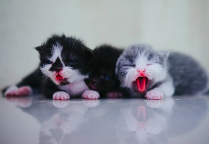 Tiny Kittens with Big Yawns