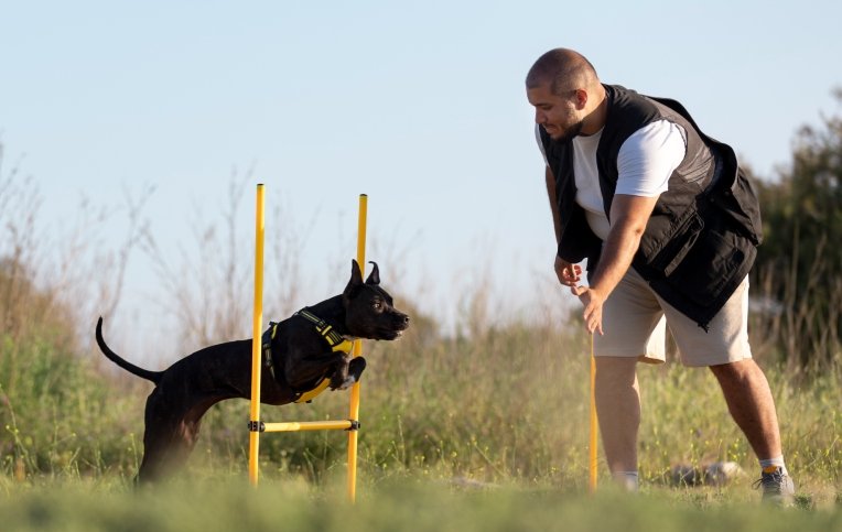 Train Useful Behaviors Train Useful Behaviors