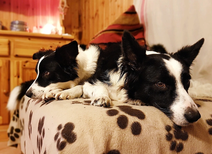 Two Dogs Sharing One Bed