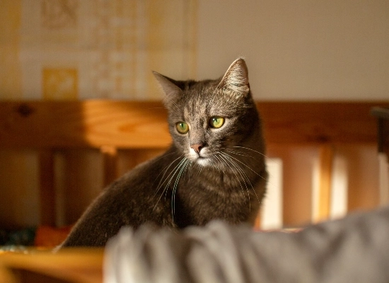 What Research Proved?