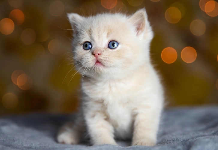 Cats Cuddling Their Humans