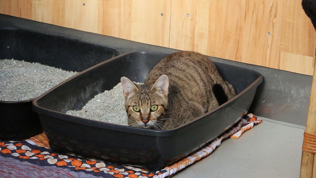 Your Cat is Peeing Outside the Litter Box - Here's the Real Reason Why
