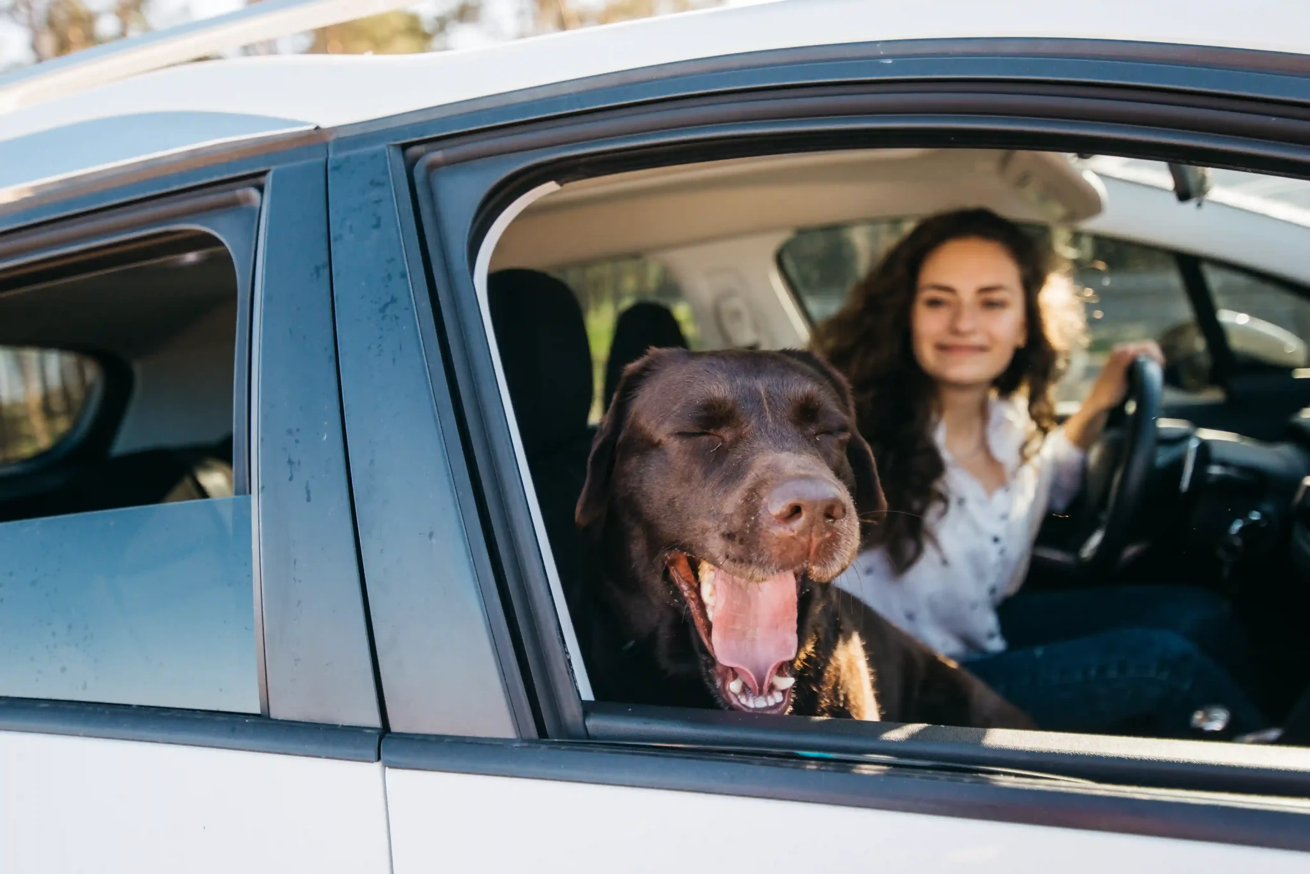 Dog yawn during a car ride Dog yawn during a car ride