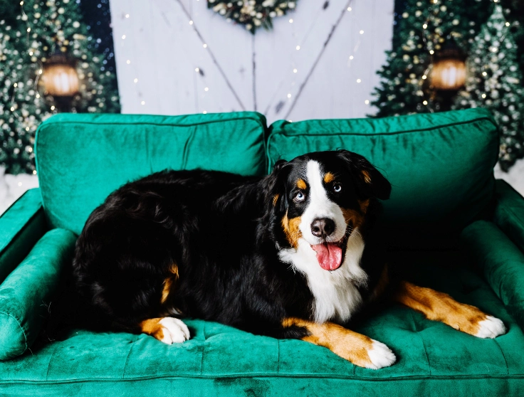 Bernese Mountain Dog Lounging on Couch
