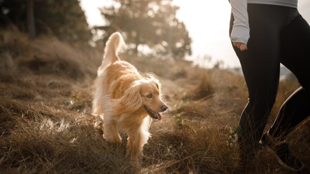 3. They Follow You Everywhere Even the Bathroom 1