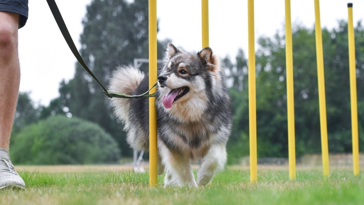 7 Simple Tricks For Bored Dog to Keep Them Entertained 1 7 Simple Tricks For Bored Dog to Keep Them Entertained