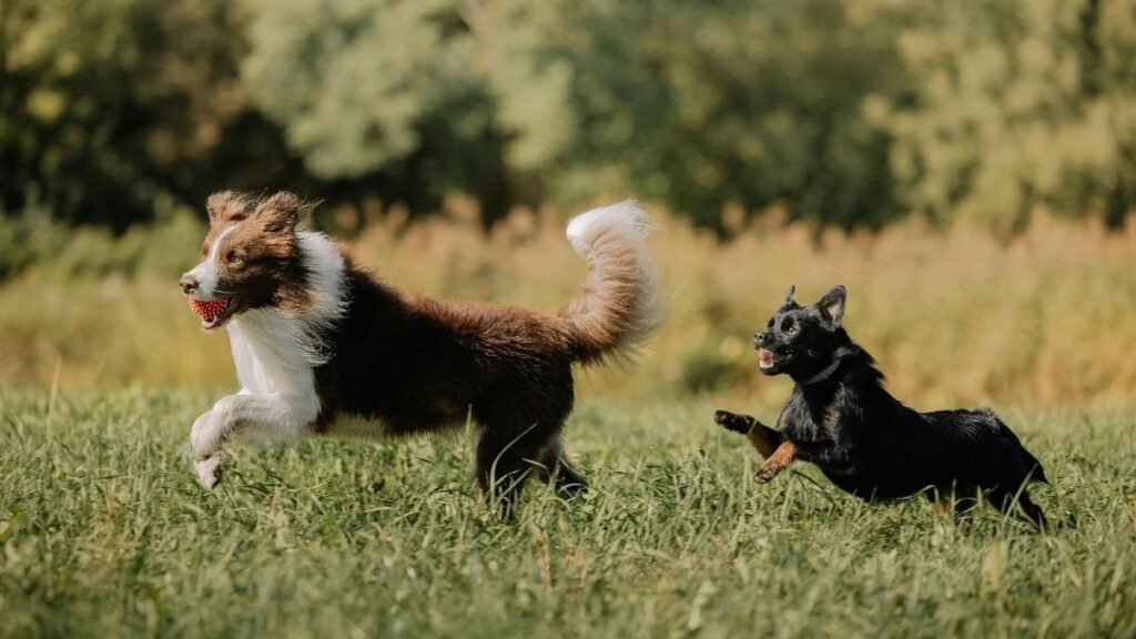 How Dogs Behave Before Death & What to Do 5 A Sudden and Confusing Burst of Energy 1