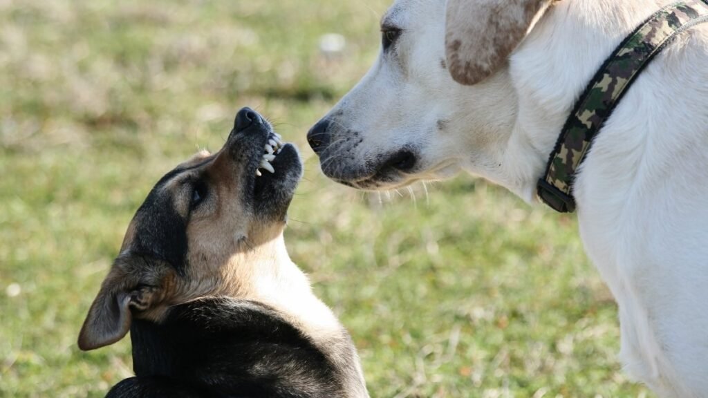 How Dogs Behave Before Death & What to Do 4 Behavioral Social Changes