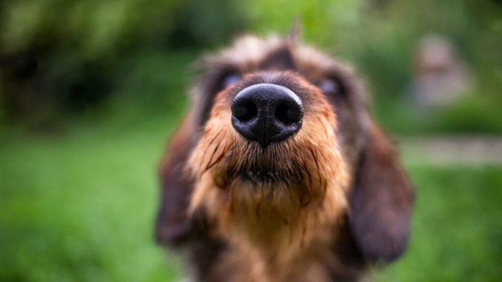 Canine Nose 1