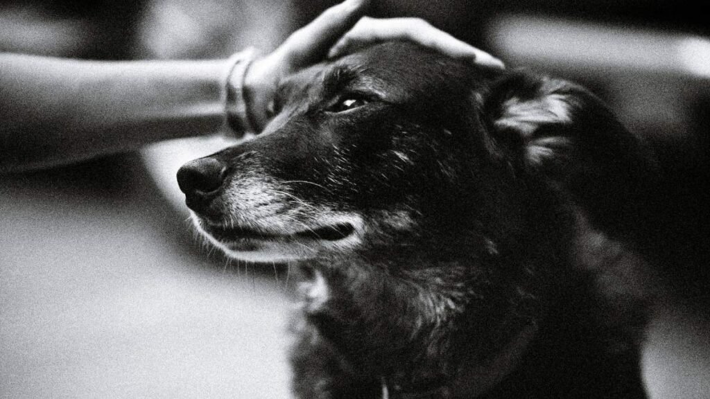 How Dogs Behave Before Death & What to Do 2 Dogs Behave Before Death