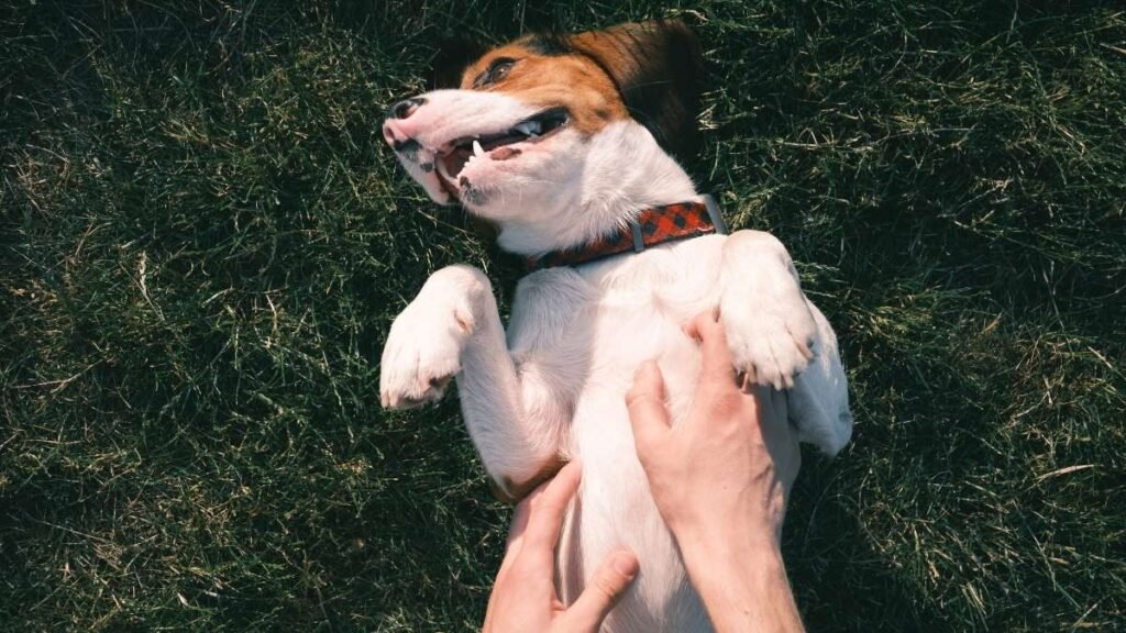 Expose Their Belly for Rubs 1