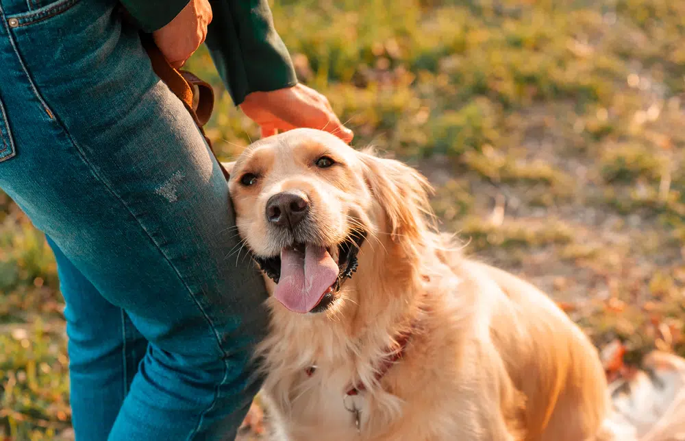 Golden Retriever rubbing face against person trofalenaRV Shutterstock.jpg