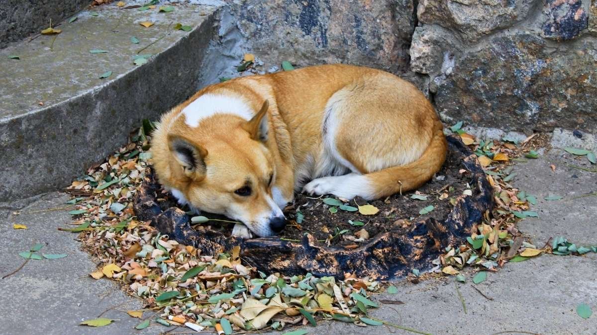 How Dogs Behave Before Death & What to Do 9 How Dogs Behave Before Death & What to Do