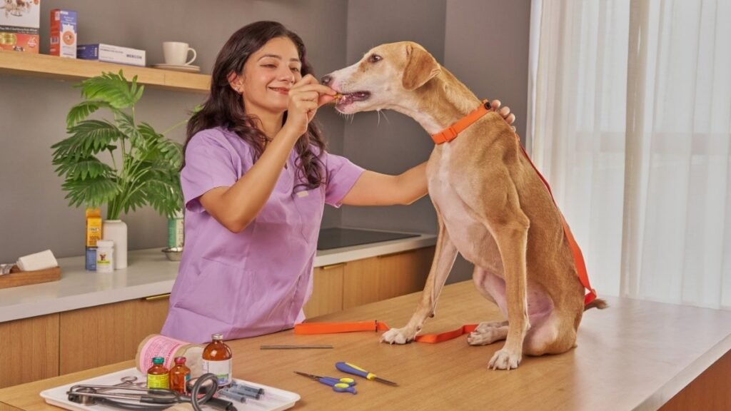 How to Store Your Homemade Bark ery Treats