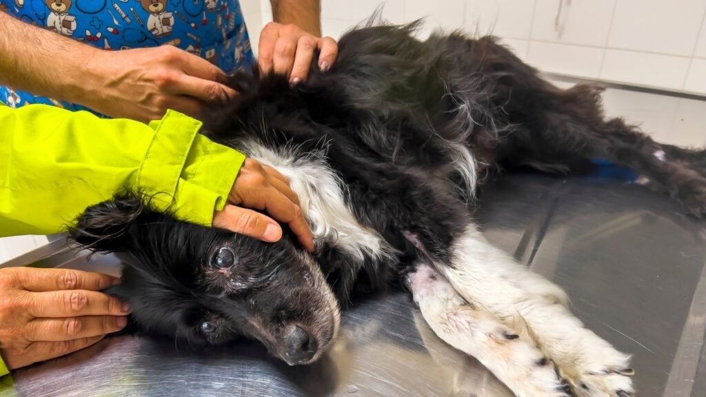 How Dogs Behave Before Death & What to Do 10 Natural Death vs. Humane Euthanasia