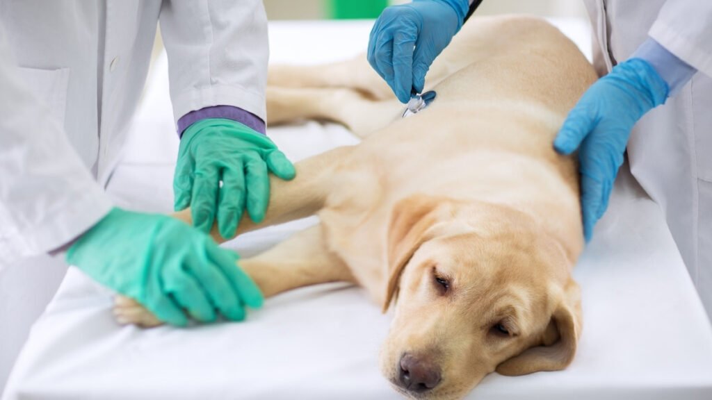 How Dogs Behave Before Death & What to Do 8 Practical Care 1 1