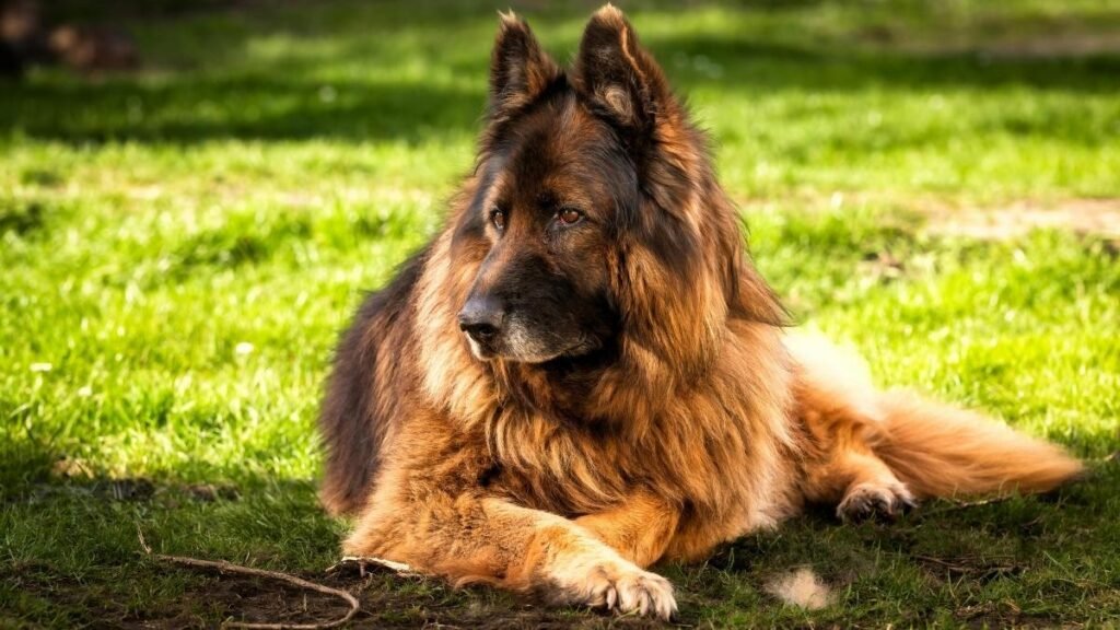 How Dogs Behave Before Death & What to Do 3 The Bodys Slow Down