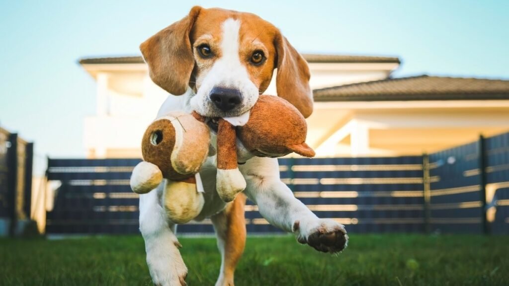 They Bring You Their Favorite Toy