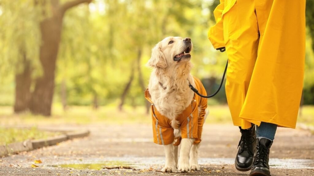 They Check In With You on Walks