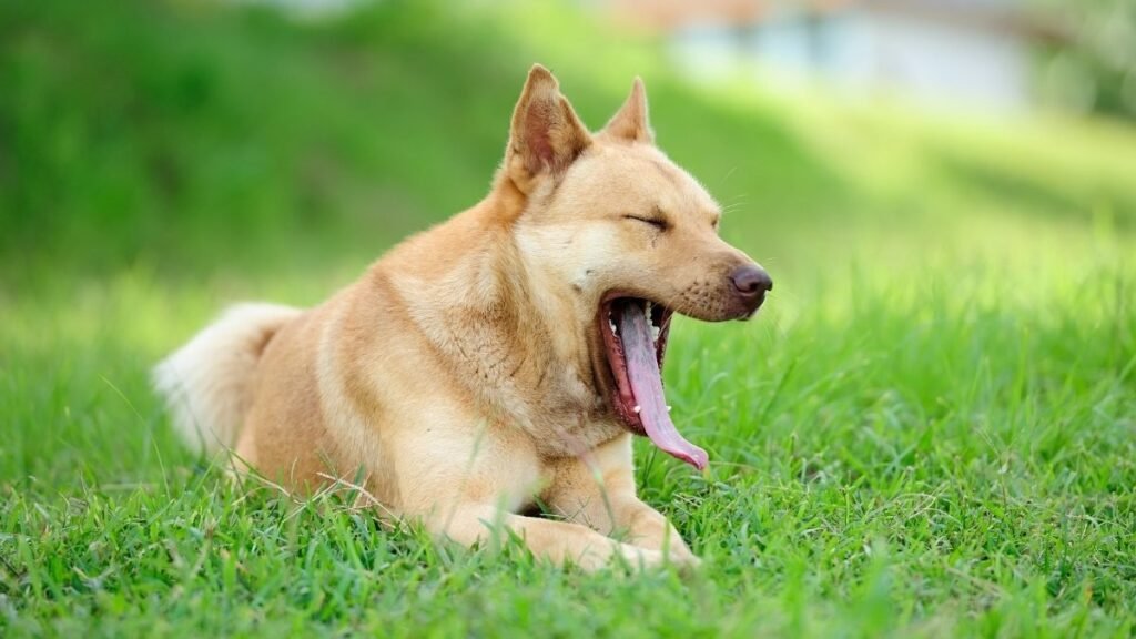 They Yawn When You Yawn