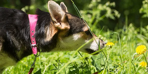 dog sniffing grass while on a walk 600