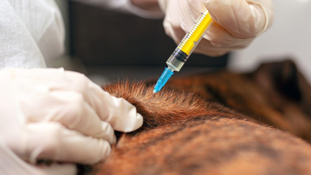 How Dogs Behave Before Death & What to Do 11 injection under the skin