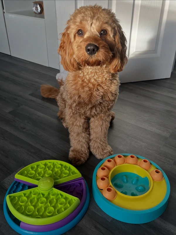 12 Easy Ways To Mentally Stimulate Your Dog 3 Challenge Their Brain with Interactive Puzzle Toys