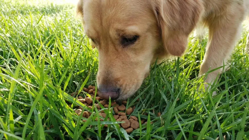 12 Easy Ways To Mentally Stimulate Your Dog 2 Stop Fast Eating with Grass Scatter Feeding