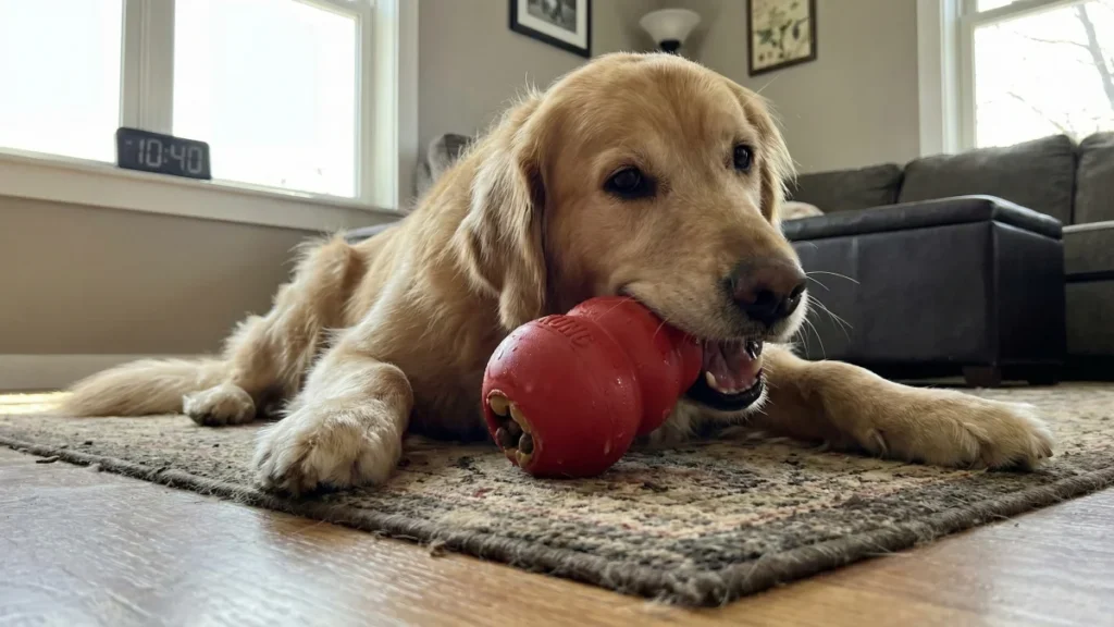 12 Easy Ways To Mentally Stimulate Your Dog 5 Make Meals Last 40 Minutes with Frozen Rubber Toys
