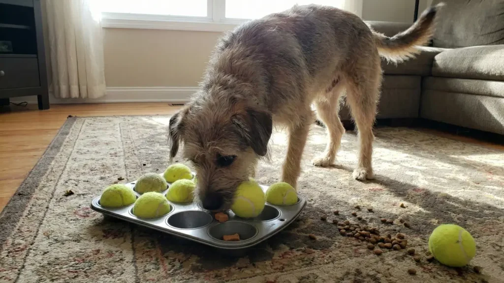 12 Easy Ways To Mentally Stimulate Your Dog 9 The 5 Minute Muffin Tin and Tennis Ball Game