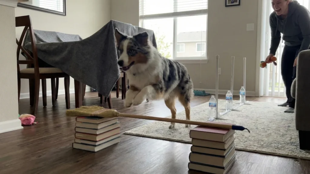 12 Easy Ways To Mentally Stimulate Your Dog 11 Burn Energy with a DIY Indoor Obstacle Course