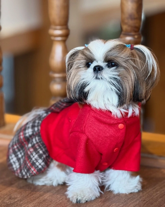 Top Knots with Long Ears